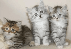 Cute Siberian Kittens Available