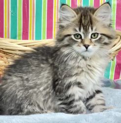 Siberian Kittens purebred TICA Registered