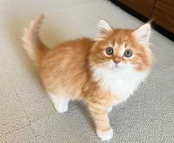 GORGEOUS AND ADORABLE SIBERIAN KITTEN FOR SALE NOW.