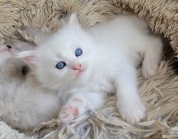 Siberian kittens hypoallergenic