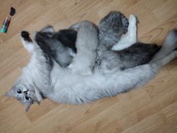 Silver Siberian kittens