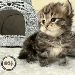 Pure Bred Siberian Kittens
