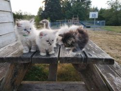 New Litter of Siberian kittens!