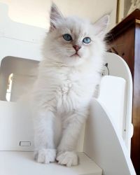 Cute Siberian Kittens for sale