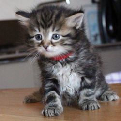 Gorgeous Siberian Kittens Available