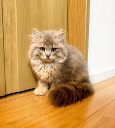 Siberians Cats for sale