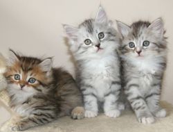Stunning fluffy Siberian kittens