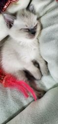 Male & Female Siberian Kittens For Sale