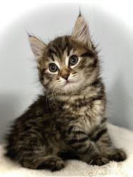 Outstanding Male & Female Siberian Kittens For Sale