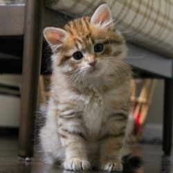 Siberian Kittens available