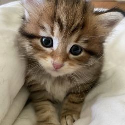 Siberian Kittens For Good & Caring Homes Only