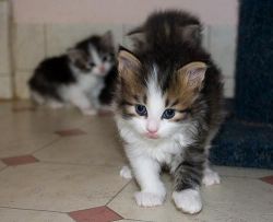 Adorable Siberian kittens