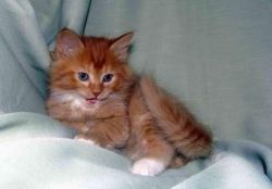 Lovely Siberian Kittens For Sale