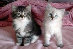 Beautiful Siberian kittens Available