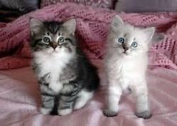 Beautiful Siberian Kittens Available