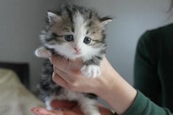 Siberian Kittens Available for Xmas