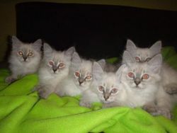 Pure Siberian Kittens - Only One Boy Left