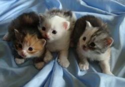 Siberian Kittens Available