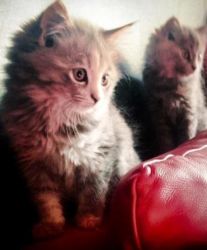 I have beautiful Siberian kittens available to go