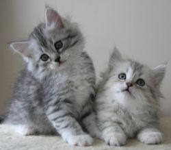 Awesome Siberian Kittens Male And Females Ready