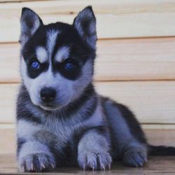 Playful Huskys Puppies available