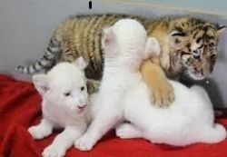 Well Tamed Baby Tiger Cubs And Cheetahs For Sale