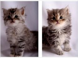 hypo-Allergenic Siberian kittens