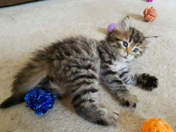 Siberian kitttens available now.