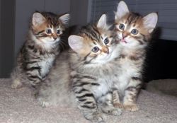 Siberian Kittens Available