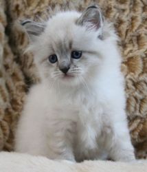 Pedigree Siberian Kittens For Rehoming