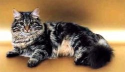 Hypoallergenic, silky haired beauty! female kitten