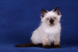 Purebred Siberian Kittens for sale