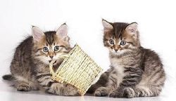 Baby Siberian Authentic Kittens