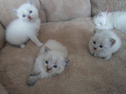 cute Siberian Kittens are now ready