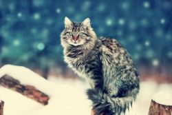 Siberian Forest Cat Or Norwegian Forest Cat, Which Is Best For You