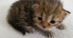 4 Pure Siberian Hypoallergenic Kittens Litter 