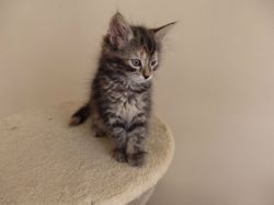 Pure Siberian Kittens With Excellent Pedigree
