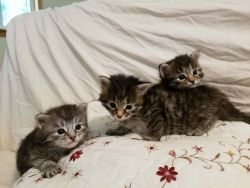 Siberian Kittens $800