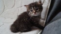 Registered Pedigree Siberian Kittens For Sale/Text or call xxxxxxxxxx