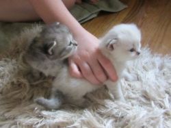 Siberian Kittens For Sale