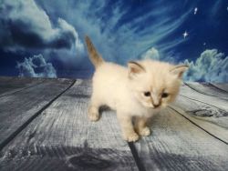 Show Class Kittens With Excellent Pedigree