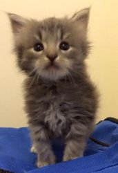 Baby Siberians Show Quality