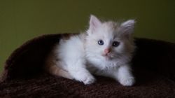6th Generation Siberian Kittens