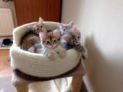 Purebreed Neutered Siberian Kittens