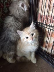 Hypo-allergenic Siberian Kittens, Registered Tica
