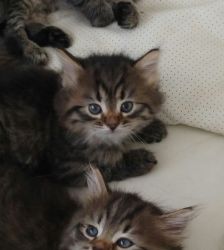 Pair Of Siberian Kittens