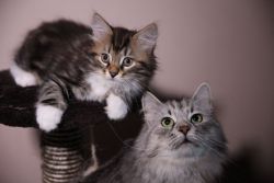 Beautiful Pedigree Siberian Kittens