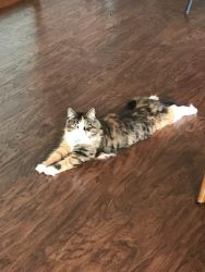 11 month old female Siberian kitty- hypoallergenic, spayed, front decl