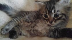 Siberian Kitten Boy - Ready Now
