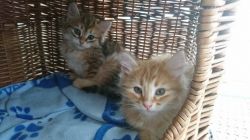 Adorable Siberian Kittens for sale